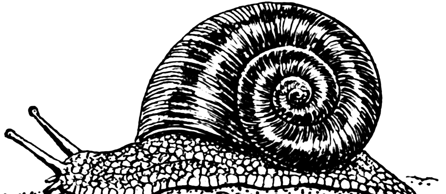 large snail